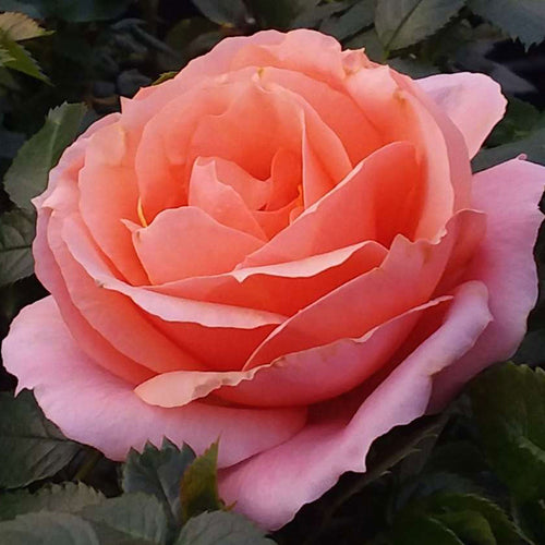 Apricot Candy Rose 1.5 Gallon Container