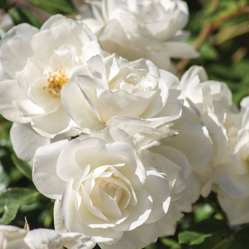 Iceberg Climbing Rose 1.5 gallon Pot