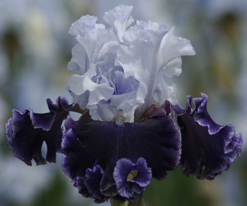 Feel The Thunder Fragrant Iris Potted Quart Pot