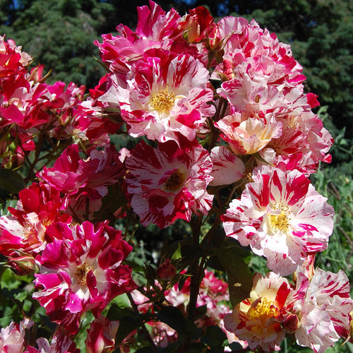 Fourth of July Climbing Rose 1.5 Gallon Pot