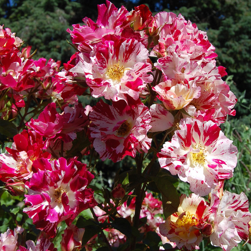 Fourth of July Climbing Rose 1.5 Gallon Pot