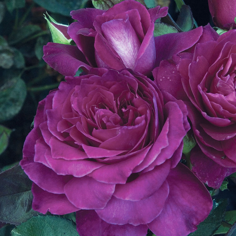 Intrigue Rose 1.5 Gallon Pot