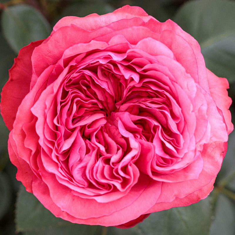 Loves Me, Loves Me Not Rose Plant 1.5 gallon Pot