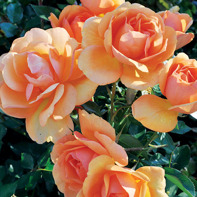 South Africa Rose 1.5 Gallon Container