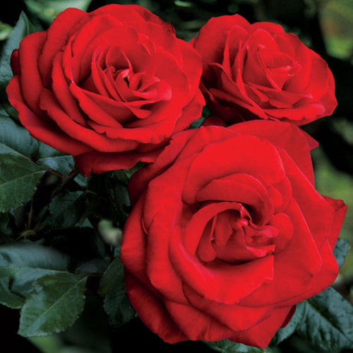Loves Promise Rose 1.5 gallon Pot