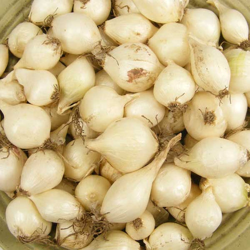Bulk White Onion Sets 4 Lbs. Non-GMO White Ebenezer Variety 400+ Bulbs