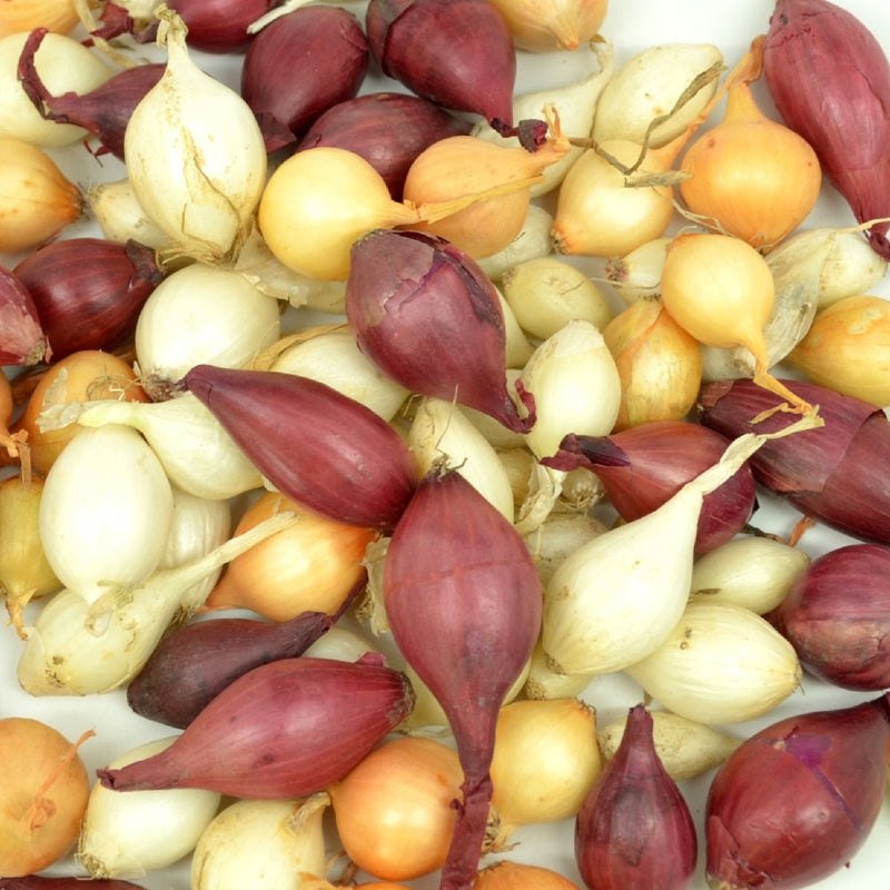 Mixed Red White And Yellow Onion Sets 50-60 Bulbs Non-GMO