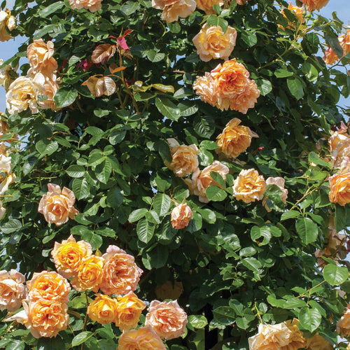Garden Sun Yellow Climbing Rose 1.5 Gallon Pot