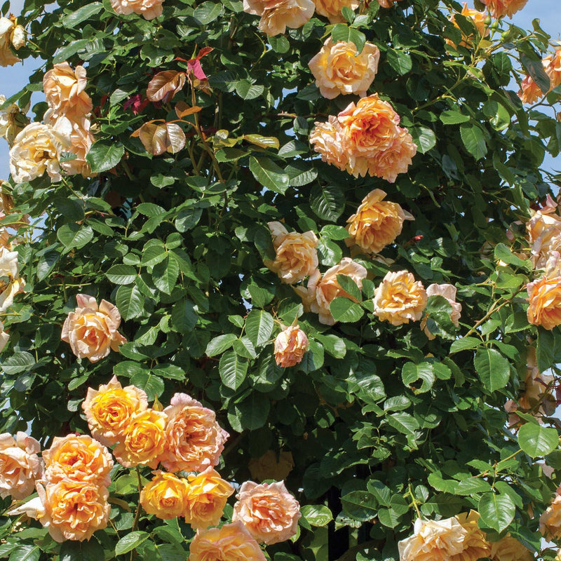 Garden Sun Yellow Climbing Rose 1.5 Gallon Pot